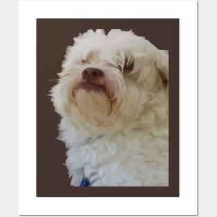 Grumpy Terrier Dog With Long White Hair Covering Eyes Posters and Art